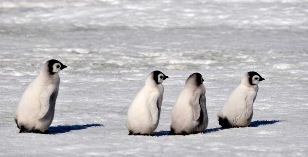 baby Emperor penguin