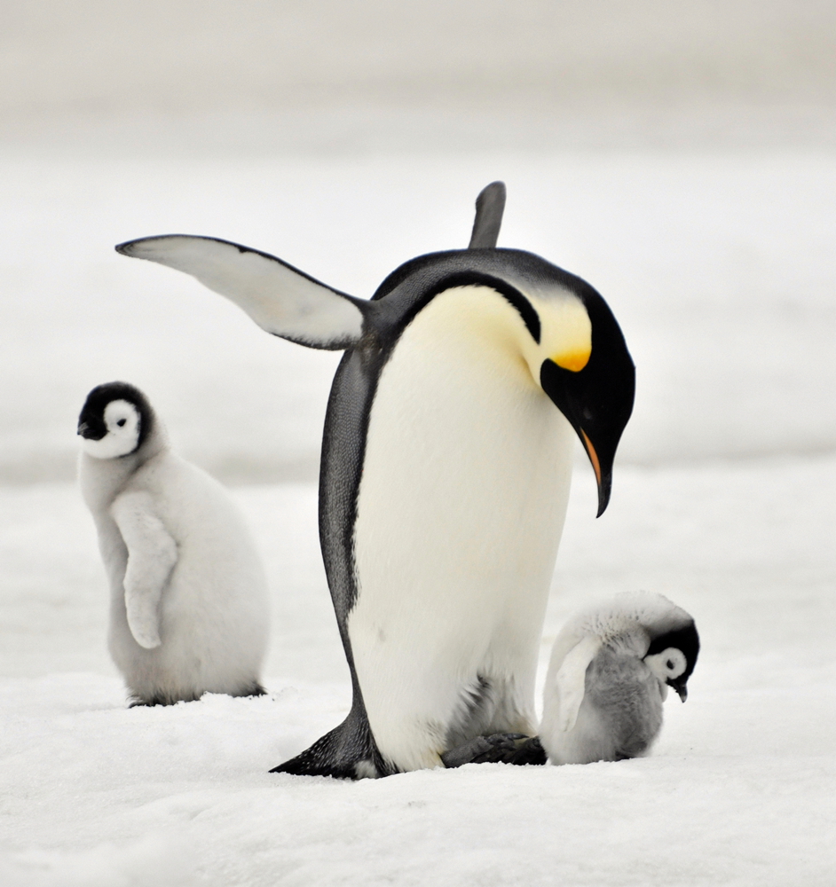 Emperor penguin