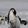 Penguins, Antarctic