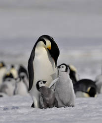 Penguins, Antarctic