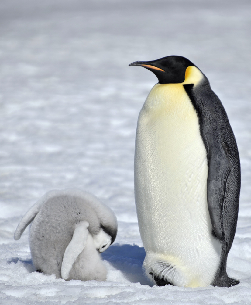 Emperor penguin