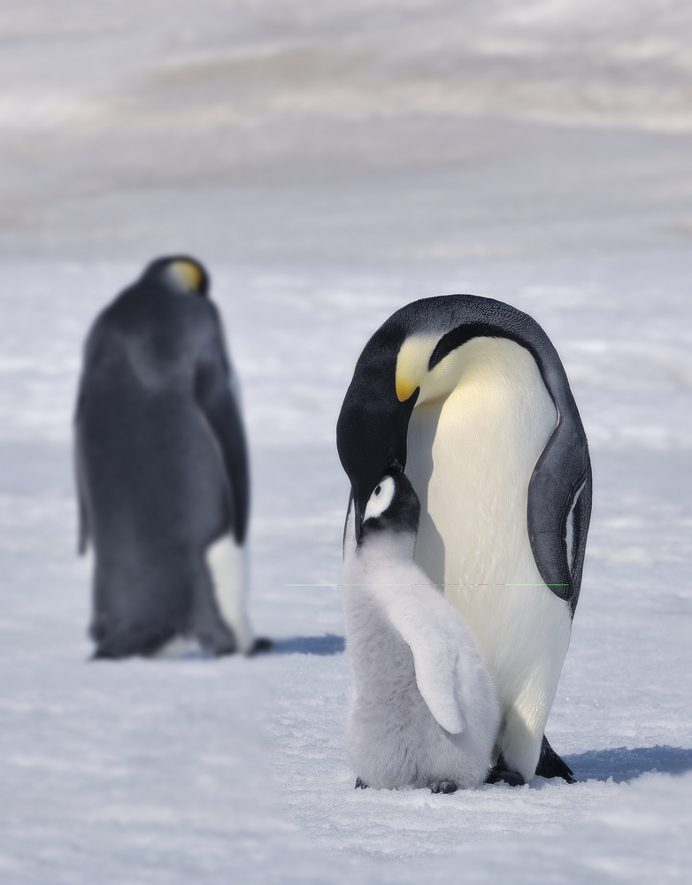 Emperor penguin