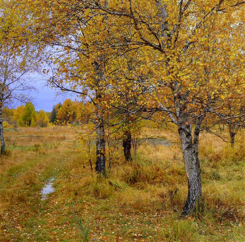 Bashang, Inner Mongolia, China