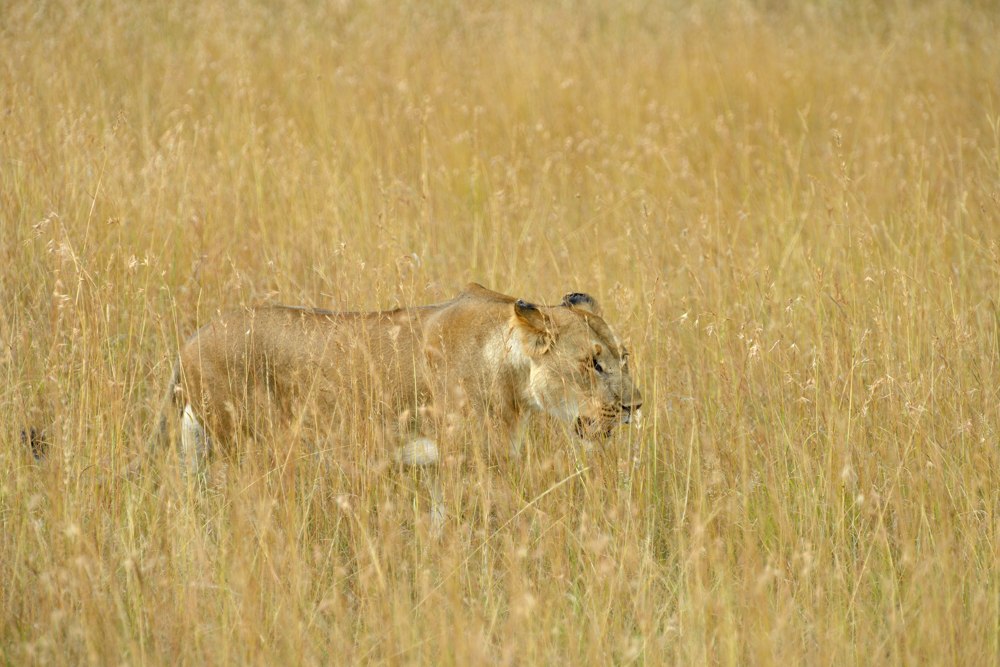 lion, Tanzania