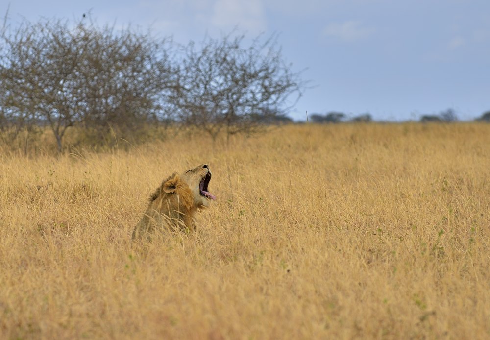 lion, Tanzania