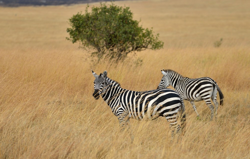 Zebra, Tanzania