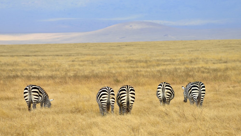 Zebra, Tanzania