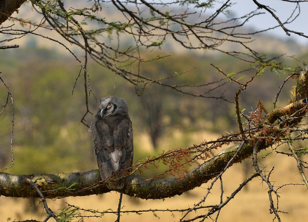 Bird, Tanzania