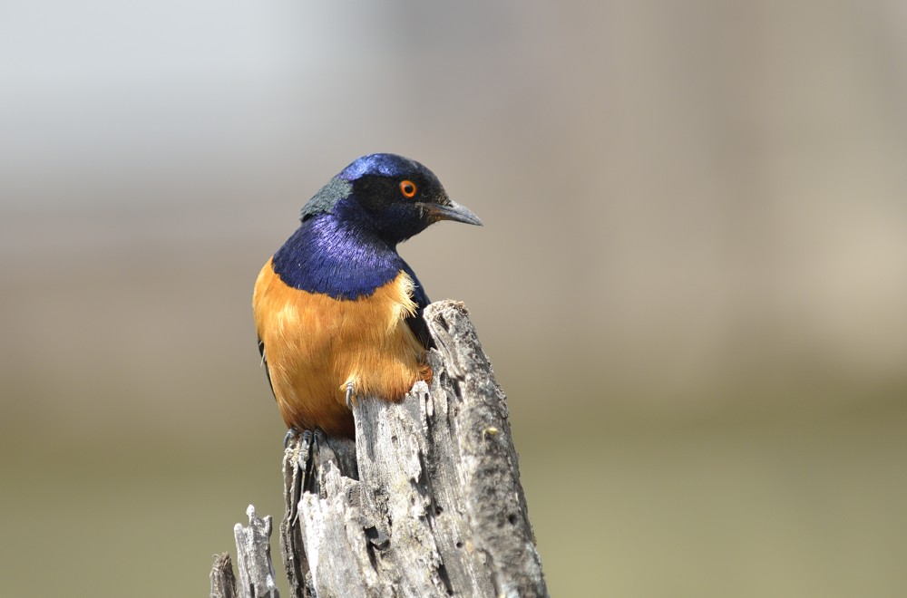 Bird, Tanzania