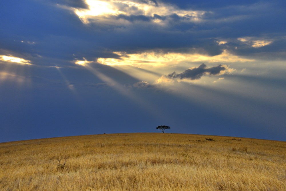 Tanzania Safari