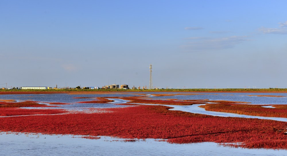 Red Seashore, Liaoning, China n DSC1872w