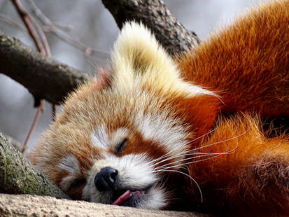 red panda