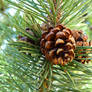 pine cone