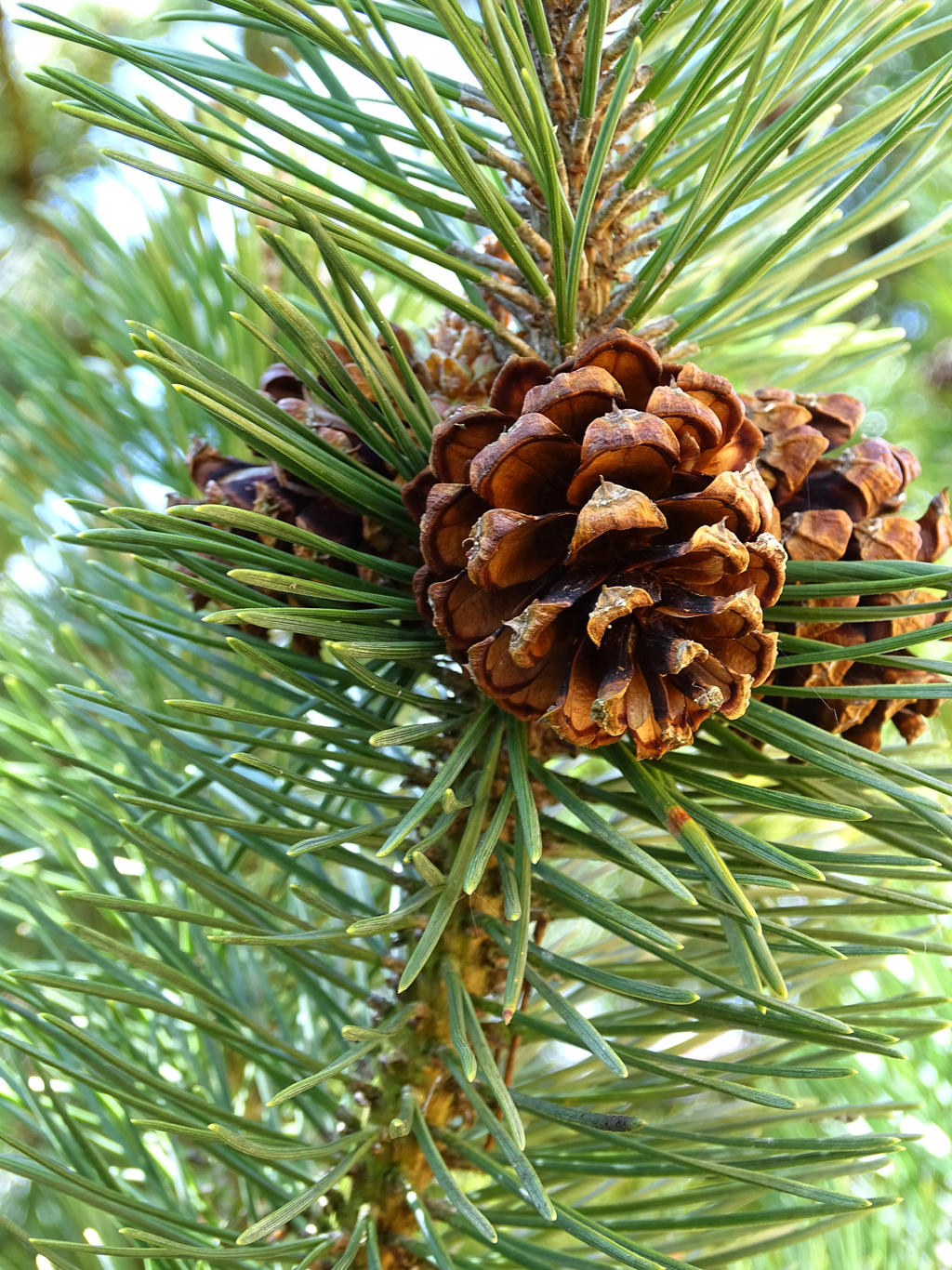 pine cone