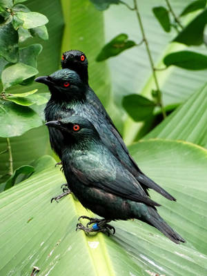 Four red eyes by AnNacht Four red eyes by AnNacht