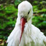 Stork (2)