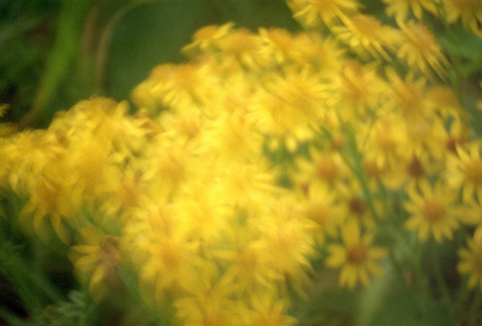 Yellow blur