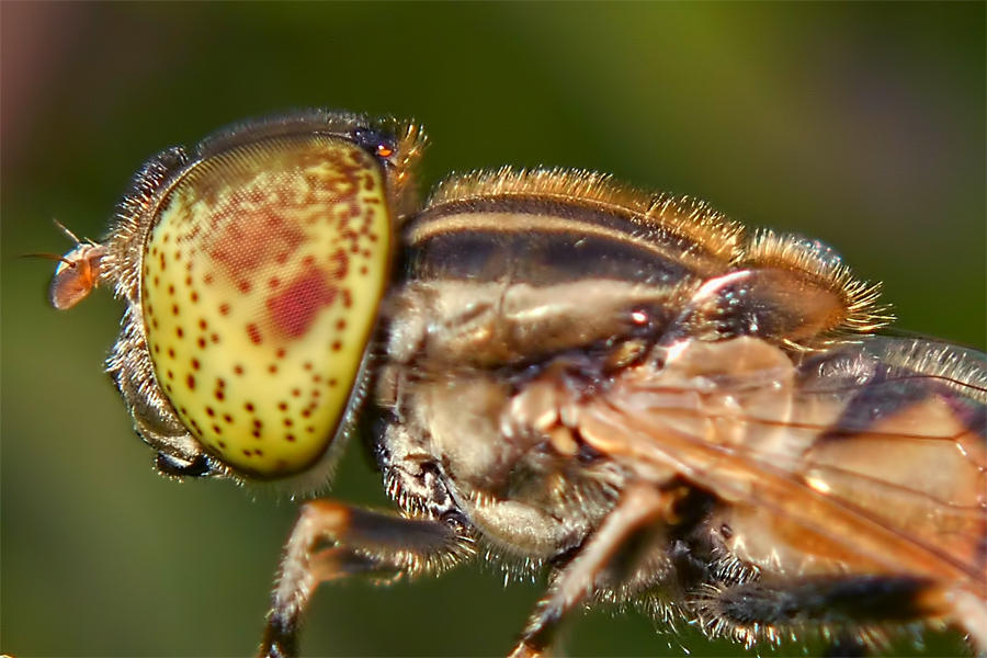 Insect by dhonijember on DeviantArt