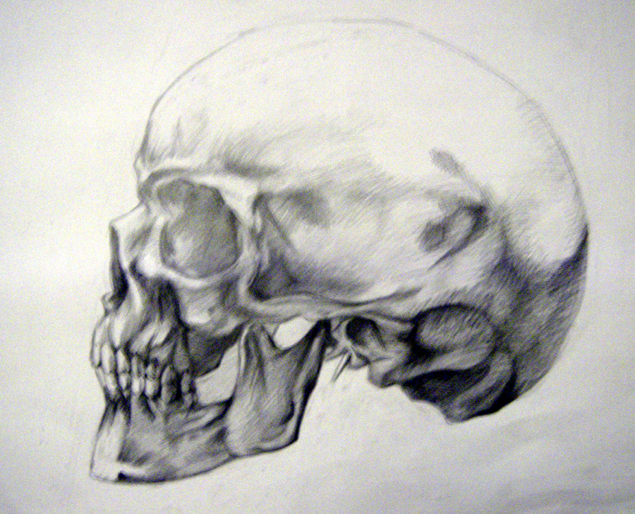 Skull-anatomy