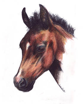 Bay foal head