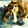 Auckland Zoo - Tiger 2