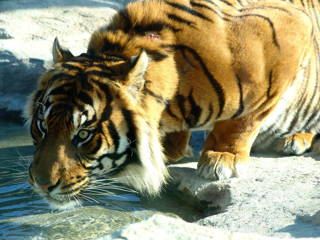 Auckland Zoo - Tiger 2