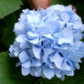 hydrangea