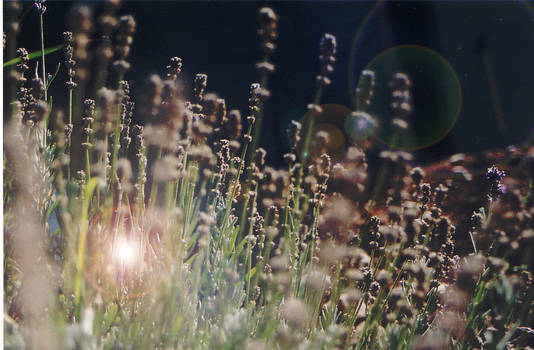 Plant in Herb Garden