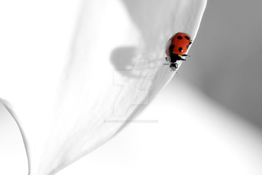 coccinelle