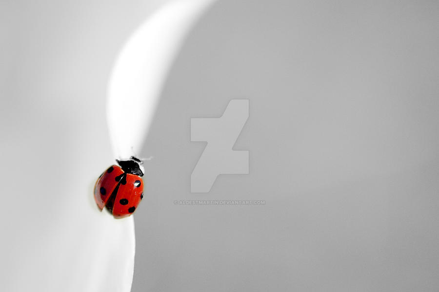 coccinelle