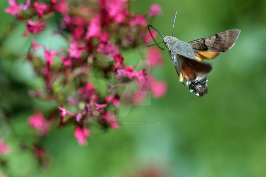 sphinx colibri