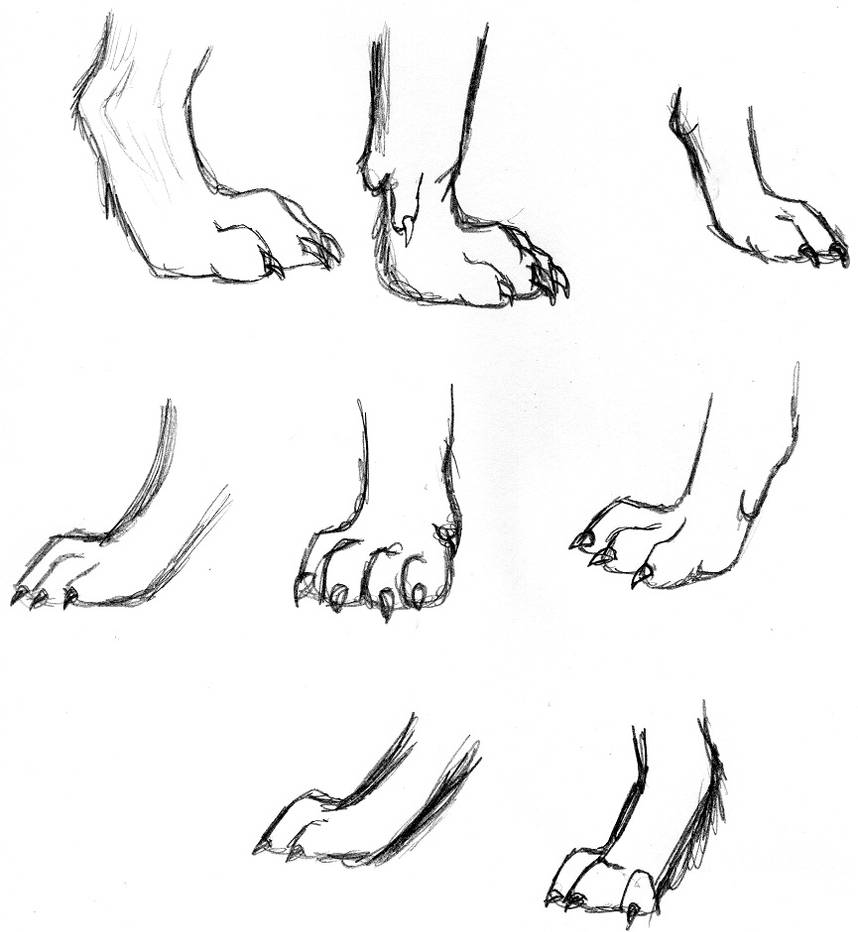 Wolves Feet Wolf Study- feet by wolfsilvermoon on DeviantArt