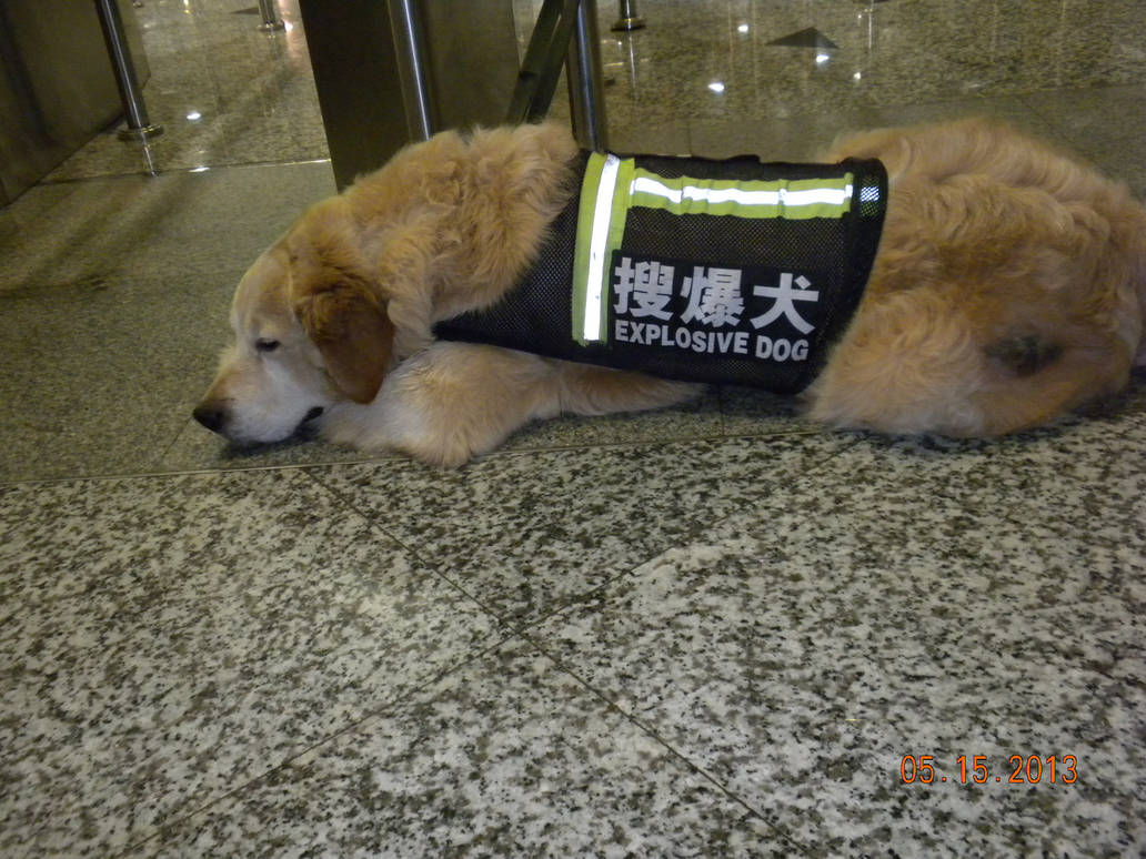 Explosive Dog by ShadowHunter001 on DeviantArt