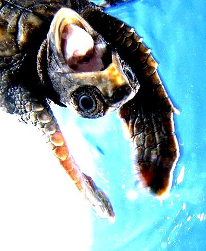 Screaming Turtle by russianruskie45 on DeviantArt