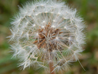 Dandelion fluff