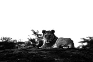 Lionness BW