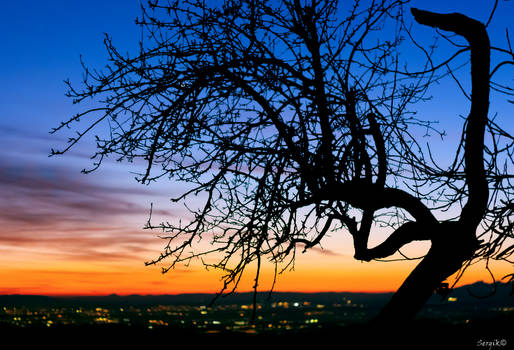 Figuera (Higuera, Fig tree)