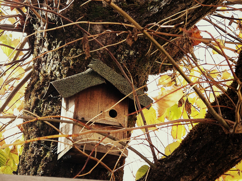 Bird House