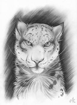 Charcoal -Snow Leopard