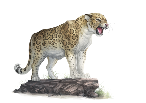 Aventuria Bestiary - Jaguar