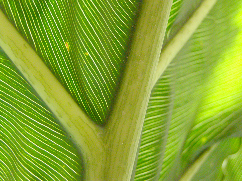 Leaf 1