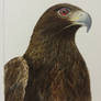 Golden Eagle