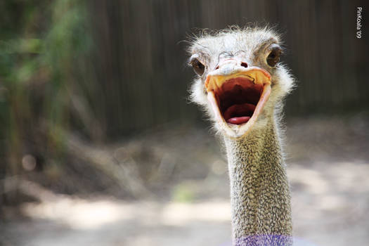 Ostrich