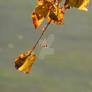 Lime tree in the evening sun