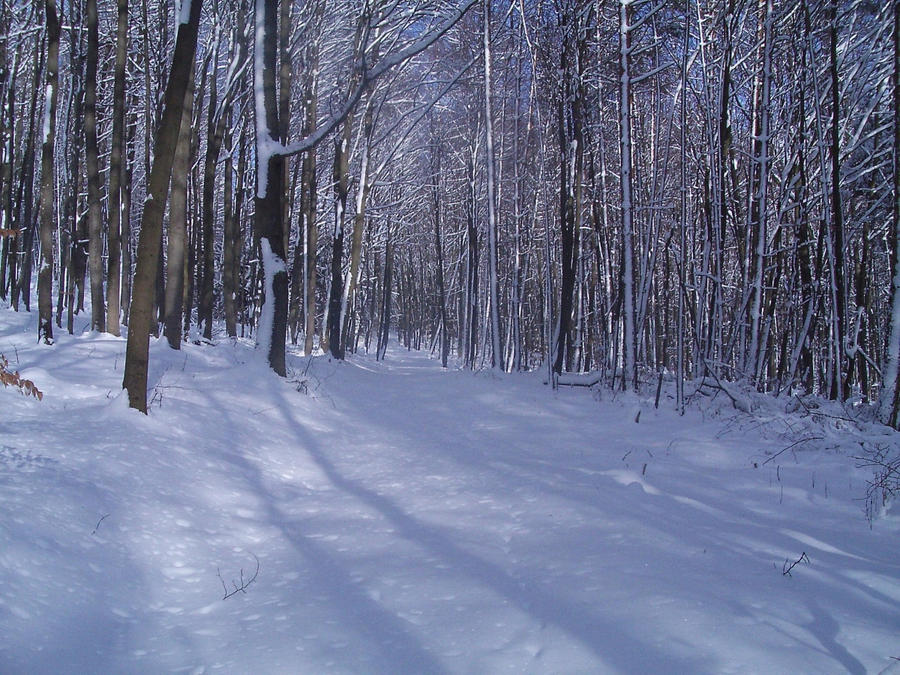 Waldspaziergang