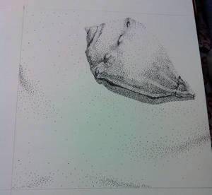 Stippled Shell