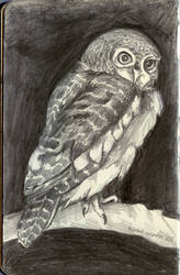 Owl Study