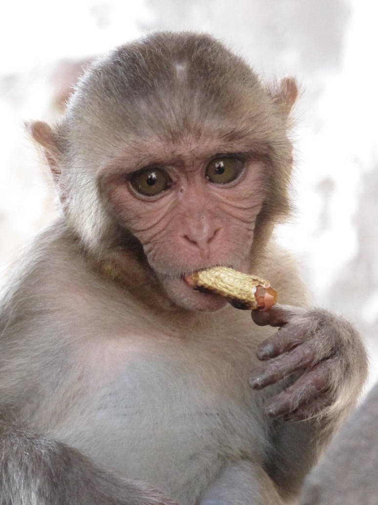Monkey eating peanut by joykiller91 on DeviantArt
