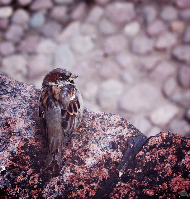 Little Sparrow