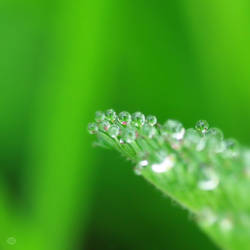 Morning Dew II